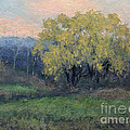 November Willow